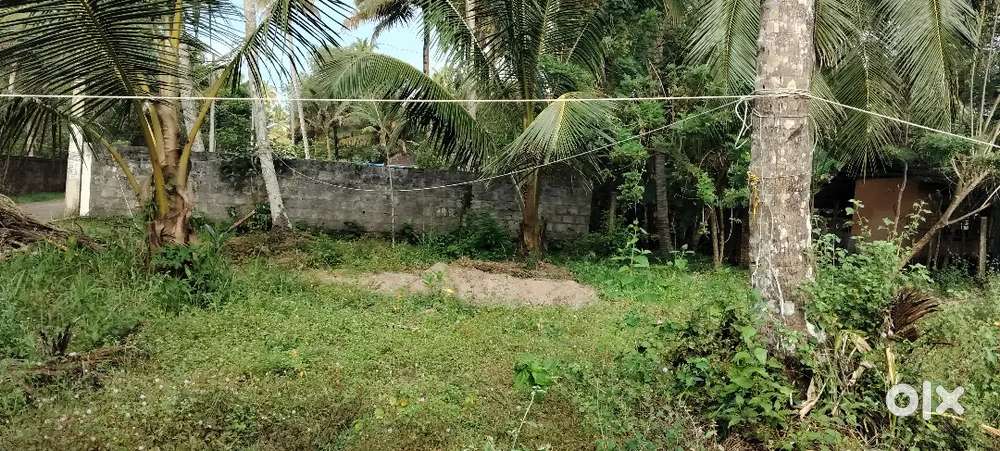 4cent കാളിക്കുളം  വടക്കുവശം 2 ലക്ഷം രൂപ സെന്റിന് ചോദ്യം