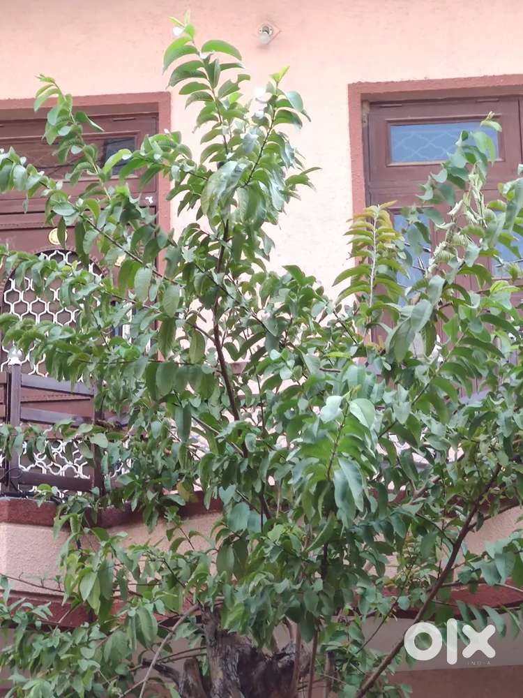 Mahaveer Nagar first' shop for rent