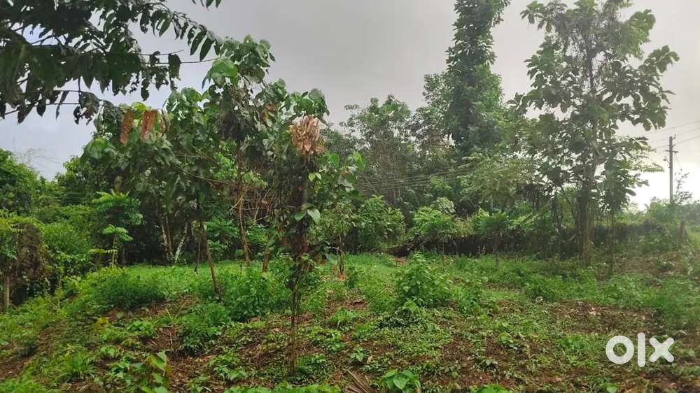 27.5 cent land for sale in Adakkaputhir, Palakkad, Kerala
