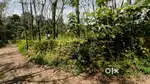 കടുത്തുരുത്തിൽ 50സെന്റ്