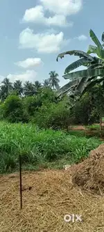 5 acrs lemon foming land for sell