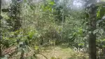 Low budget 17 acre agriculture land for sale in kodaikanal mountain