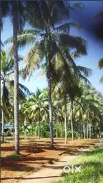 (15cent to 1acre)തെങ്ങും പറമ്പ് വില്പനക്ക് @ Avanoor Mundur Thrissur