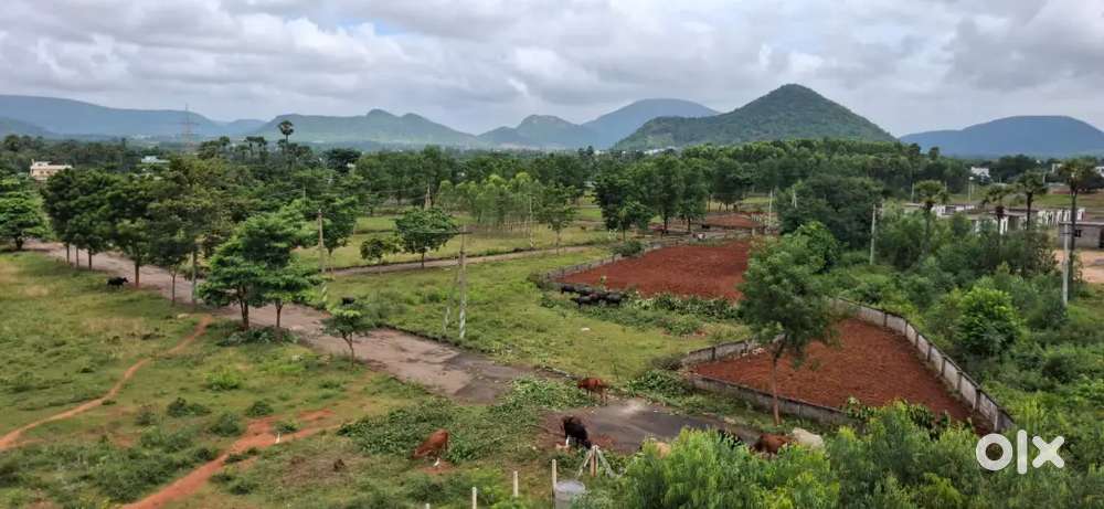 The golden wood resorts