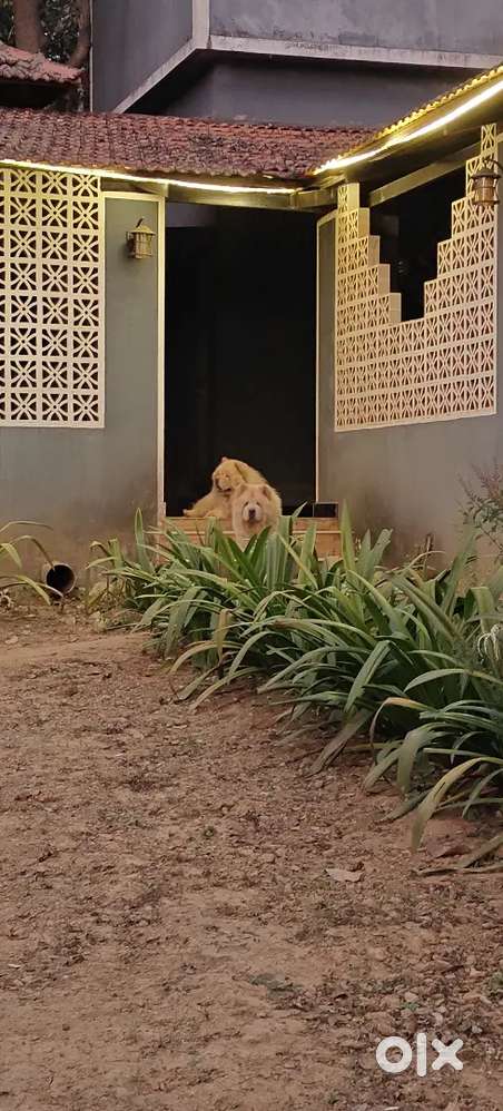 Home stay for rent near jagalbet Dandeli