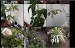 Cheap home grown plants