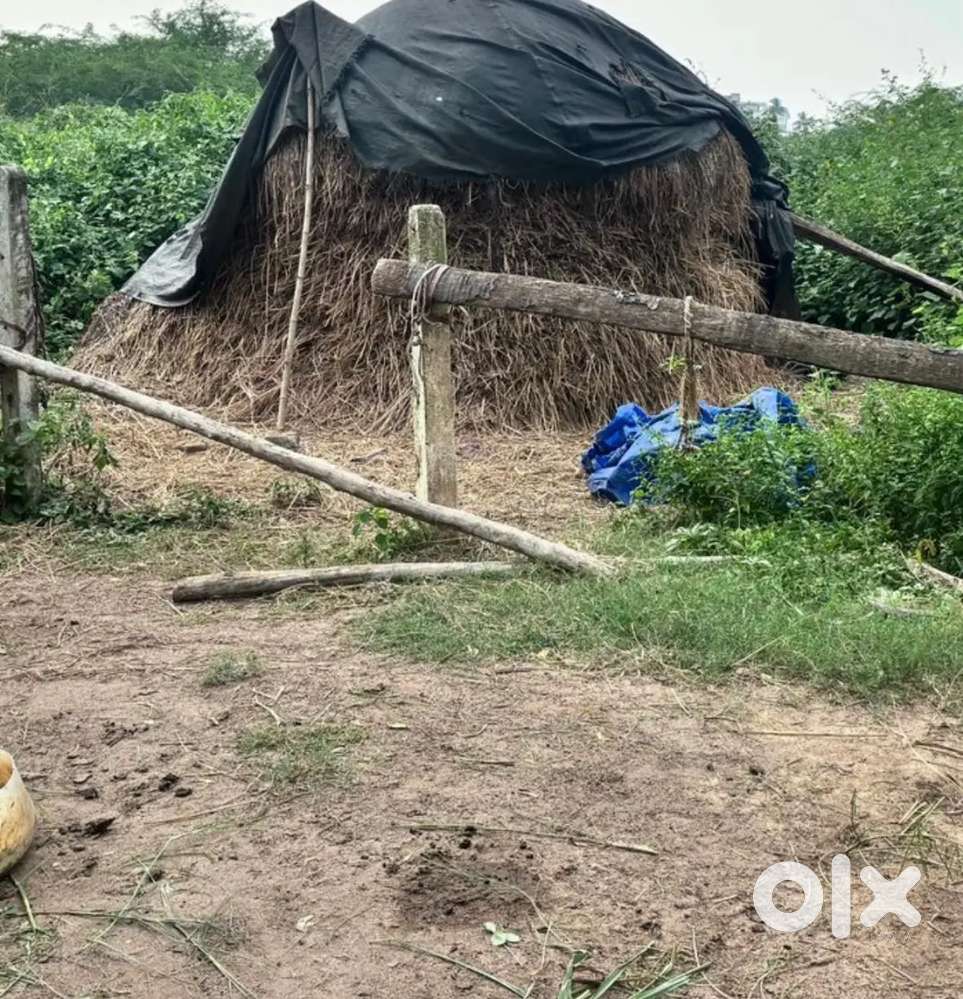 Site for sale just 200 mtrs from Kolamuru junction