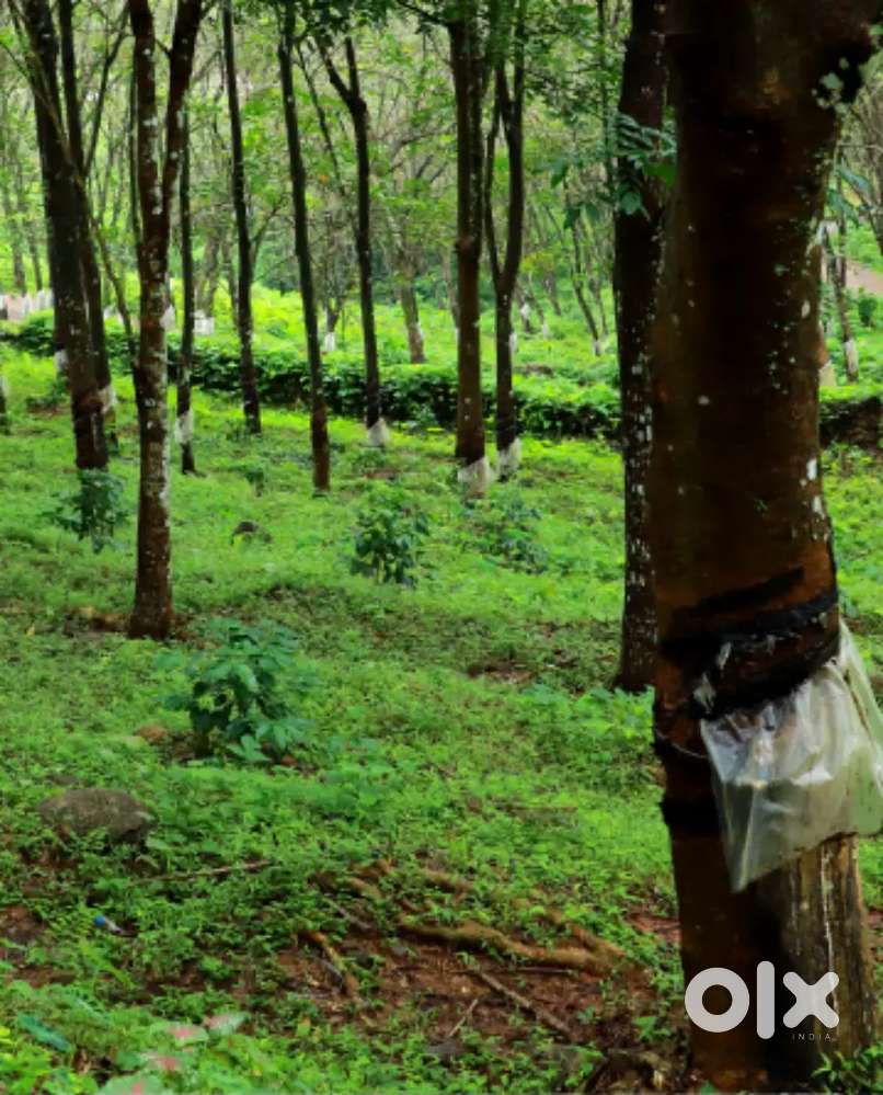 1 acres plot for sale-38,000 per cent