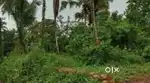34.5  cent plot for sale in Kottali
