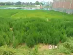This land is very good front of road