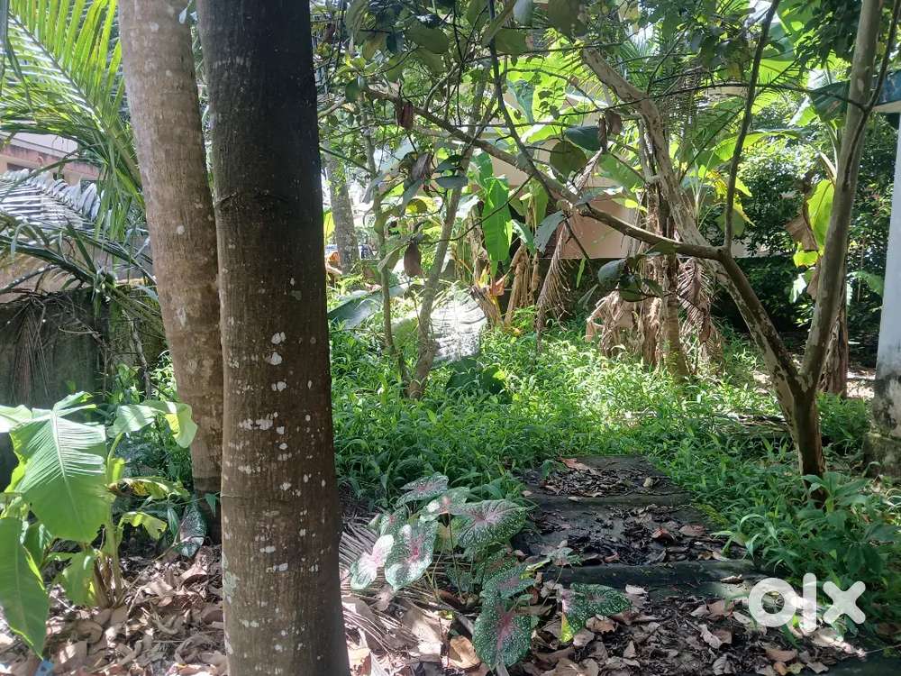 5 cent House plot thiruvankulam