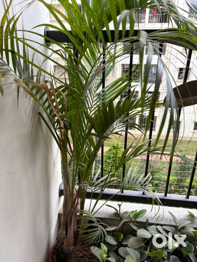 Plants for sale 800 each