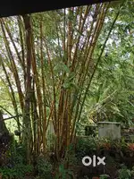 Sales bamboo