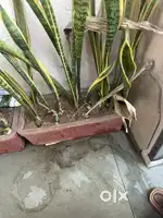 I2 cement pots with snake plants and home decor artifical plants
