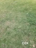234 Gj plot for sale in altus C pocket  phase 1 new chandigarh