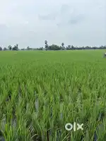 Half acre agriculture land for sale