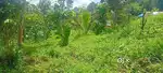 20 cent total , 2 house plots for sale.