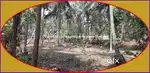 12 cents House Plot for sale in near Pulladikunnu