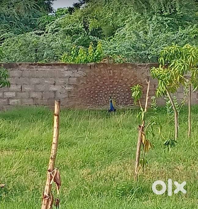 Plot for sale Behind Mahemdabad Railway Station