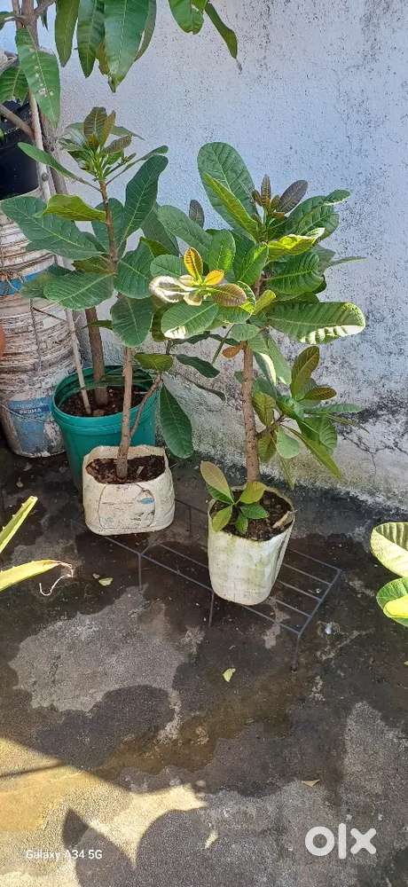 Gardening items
