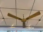 It is golden and a bronze fan from crompton greeves pvt.