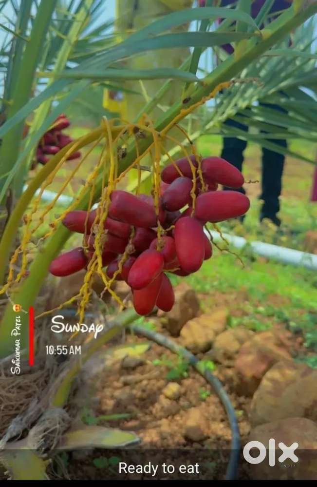 Income Return Government schemes Raithu bandhu, Insurance Amount