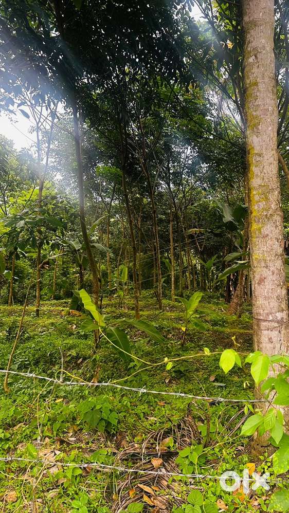 24 cent plot for sale in kedakulam