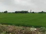 Farming land beside main road