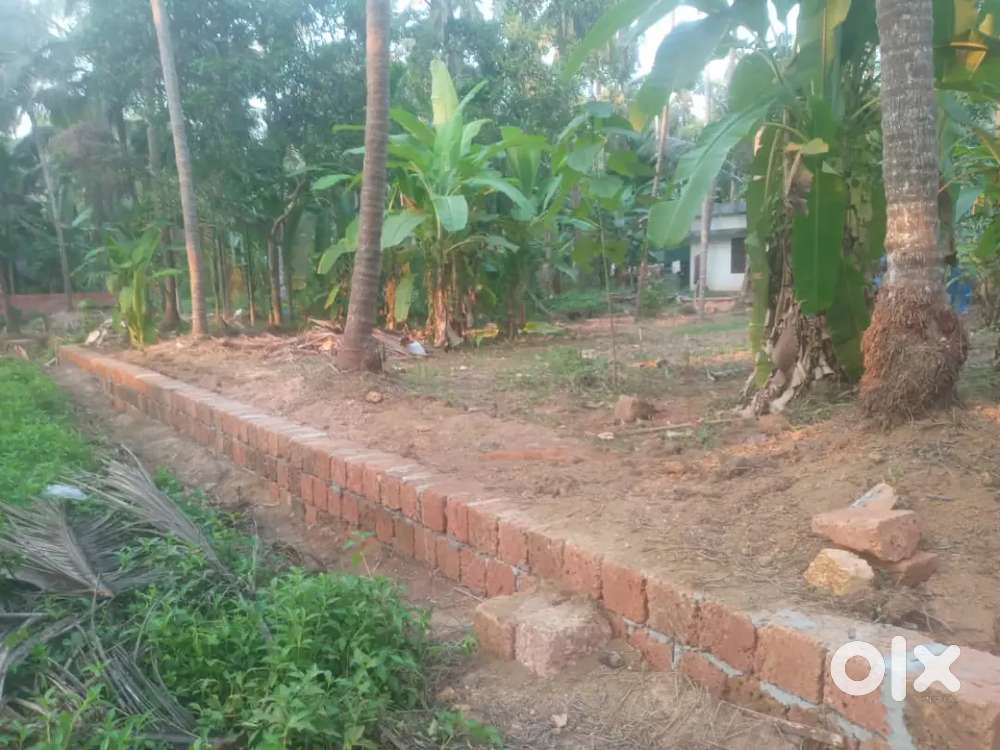 7.5 cent plot with coconut tree and banana tree in pinarayi