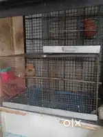 Big love birds, Cocateail Cage