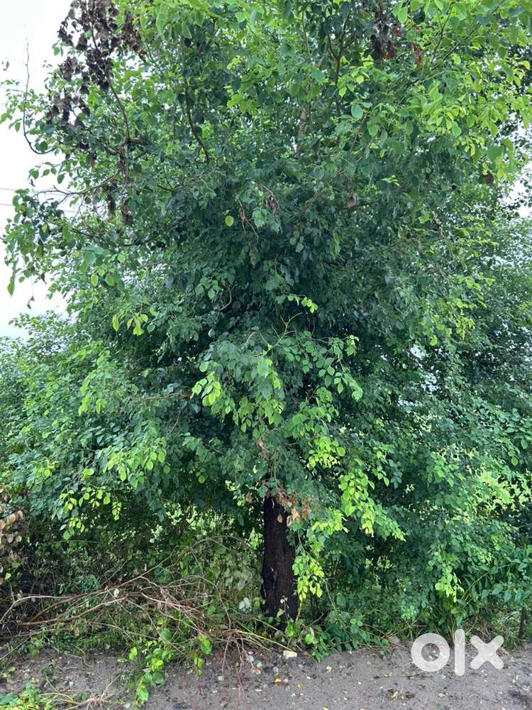 13.5 Acres Agricultural land Available