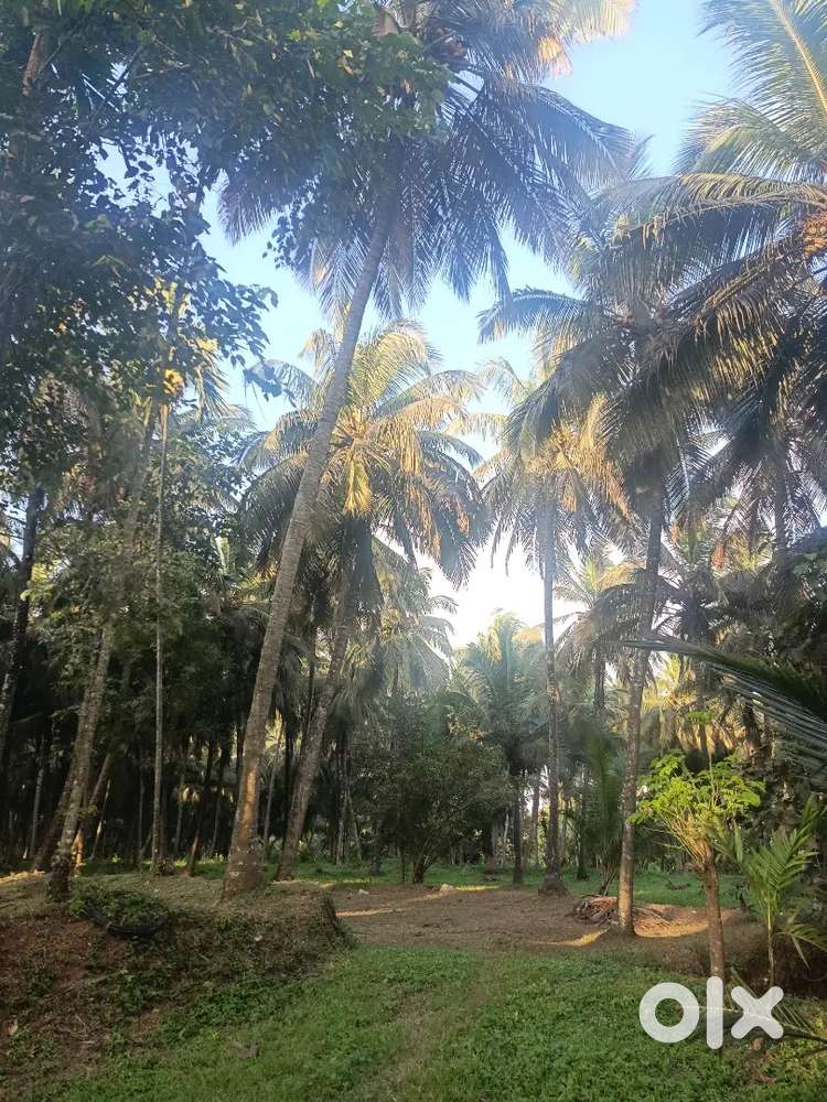 3acre coconut thottam for sale