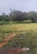 44 Gunta Mango Plantation for Sale – Ramanagara (Bengaluru South)