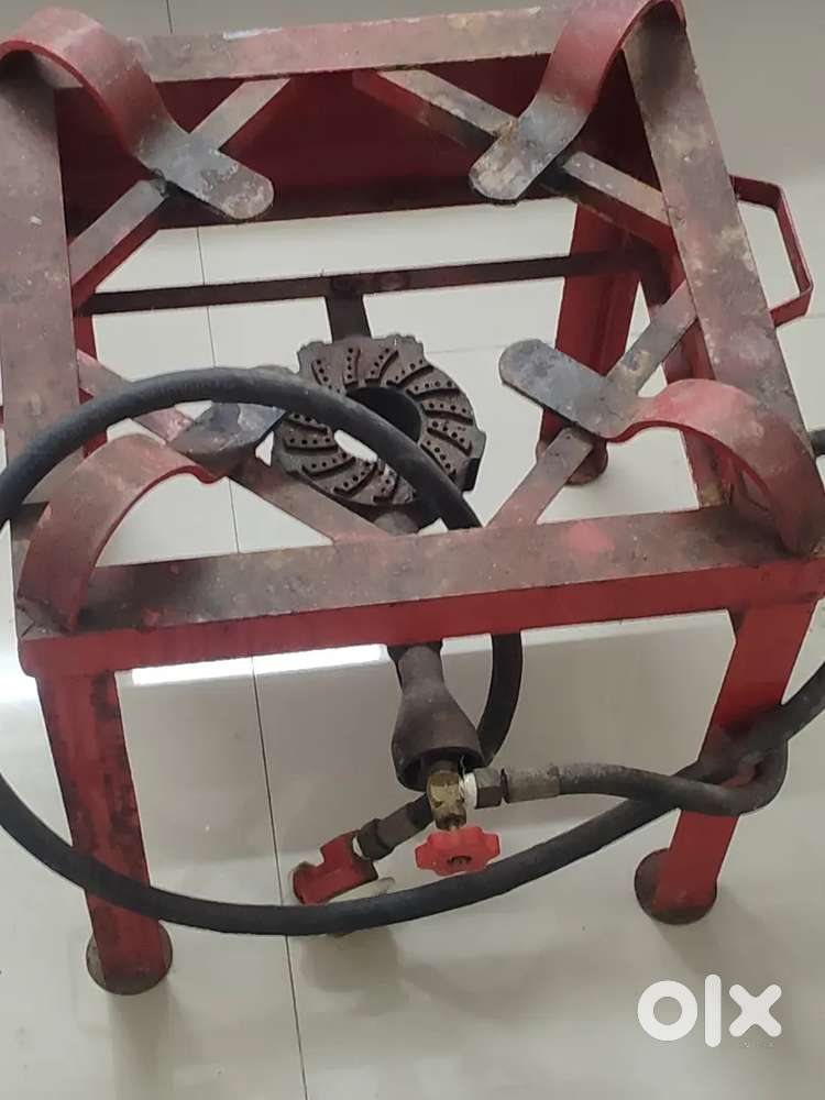 7 month old Saghdo Heavy Weight And Flame