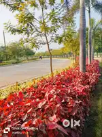 developed residential plots in sejabahar old dhamtari road