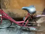 Lady bird cycle