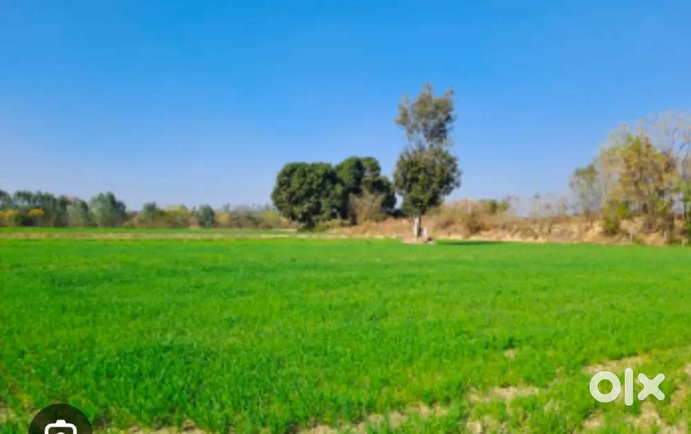 रायथल 100 बिगा जनरल जमीन