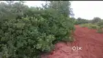 4 Acres Land And House Plot