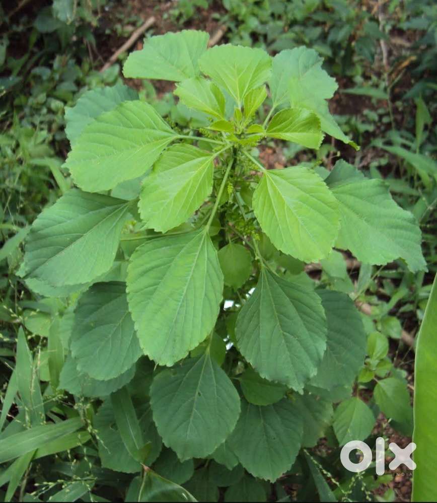 14 lessa myadi patta ready to move plot for sale