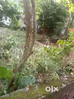 58.9 cents of residential plot with house