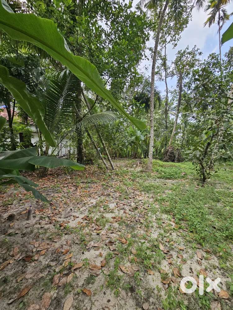 15 Cent Land near NH