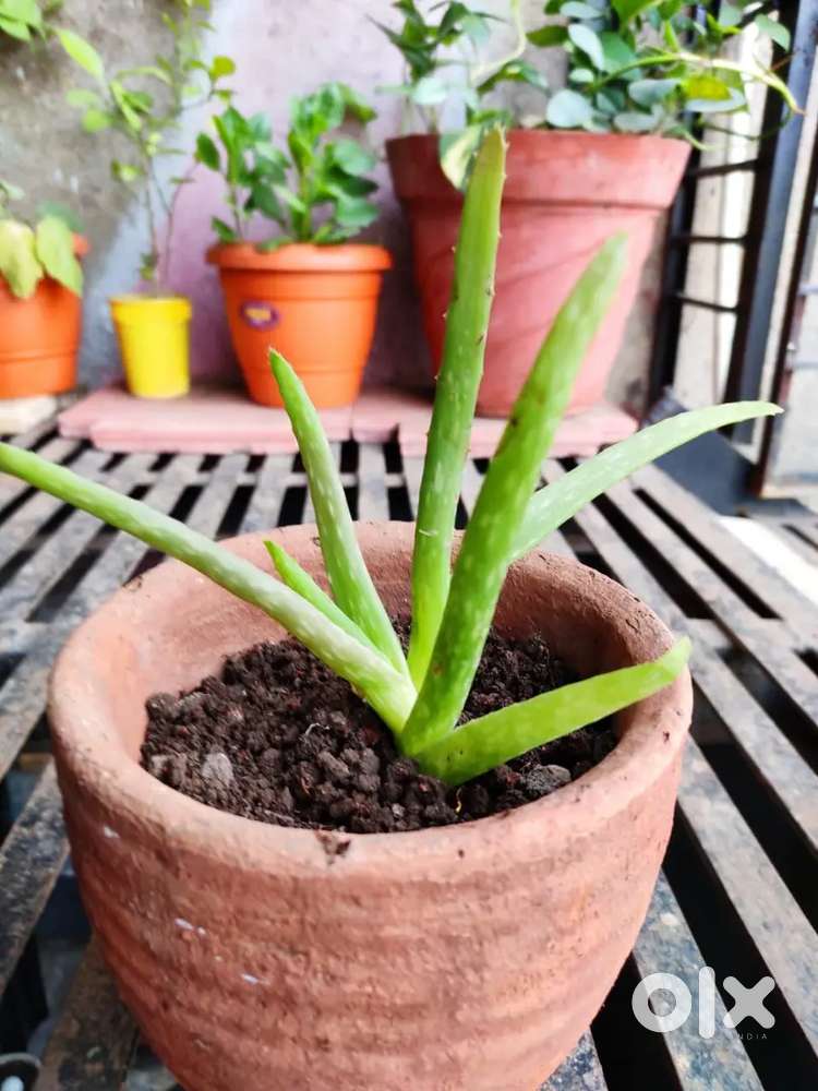 Boys pg available at tulshibagwale colony