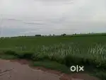 3  Killa kheti wali zameen bikau