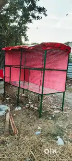 Birds Cage