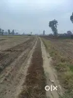 Urgent sale agriculture land