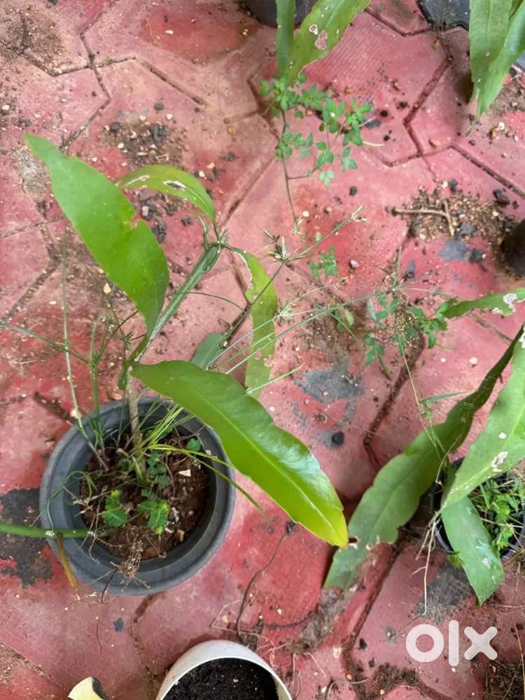 Nishagandhi plants