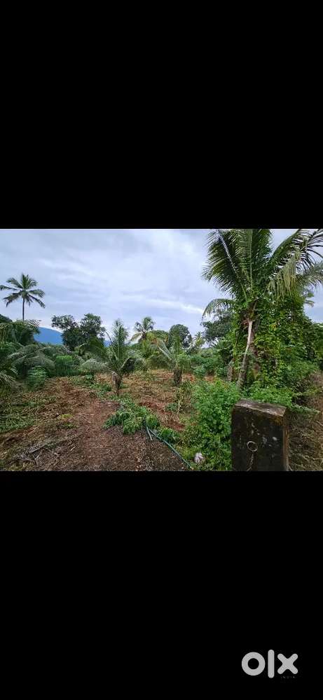 കരഭൂമി.തെങ്ങു പറമ്പ്