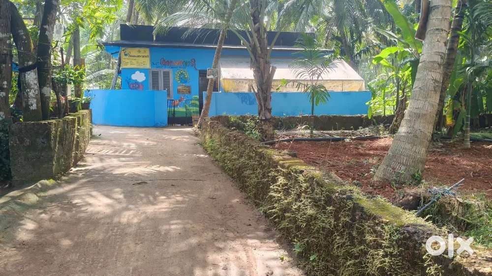 9.5Cent land for sale mangad,tirur9.5സെന്റ് തെങ്ങ് ഉൾപ്പെടെ ഉള്ളപറമ്പ്