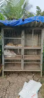 Chicks And Breeders Iron Box