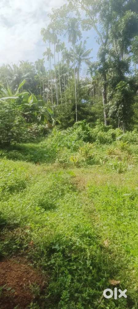 10.5 cent for sale at manakkappadi, velloor, . Near saraswathy school